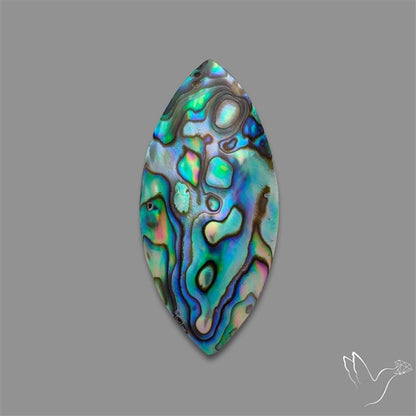 Abalone Shell