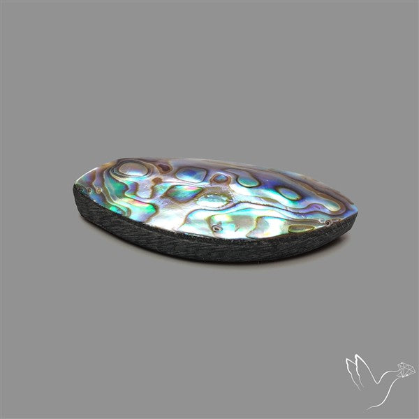 Abalone Shell