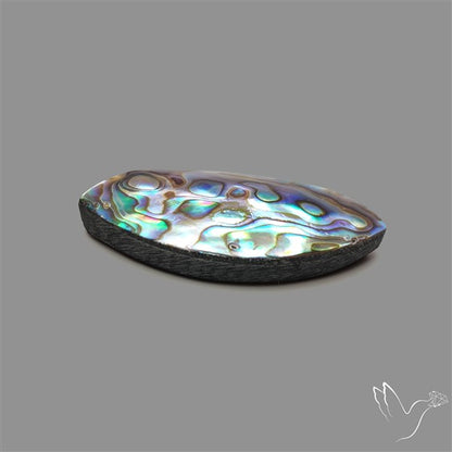 Abalone Shell
