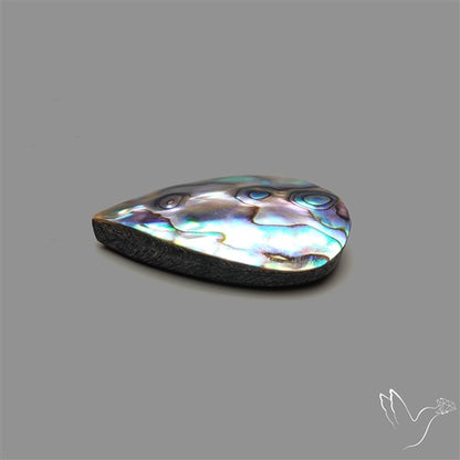 Abalone Shell