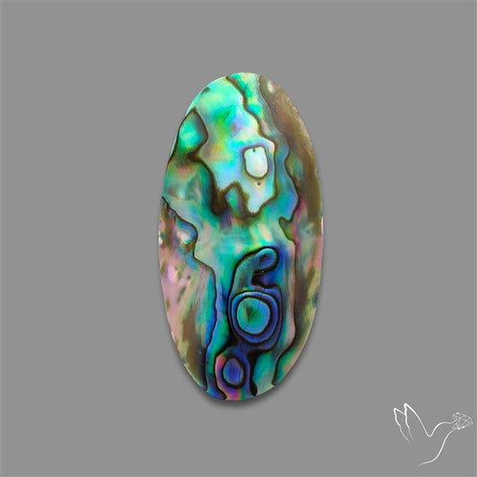 Abalone Shell