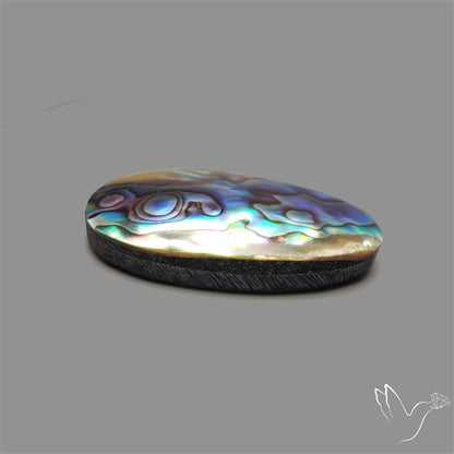 Abalone Shell