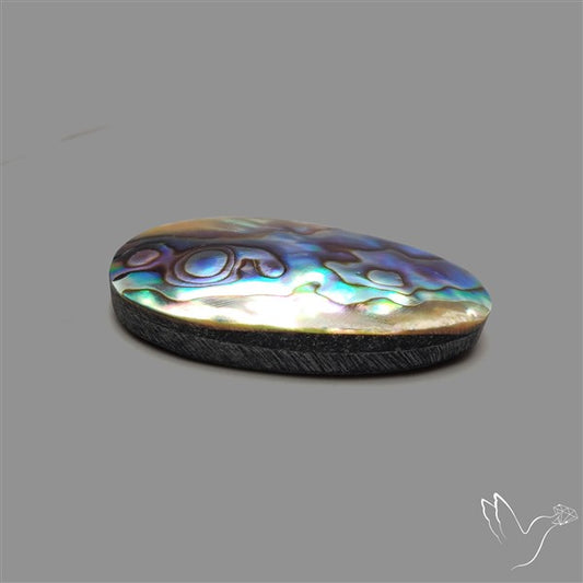 Abalone Shell