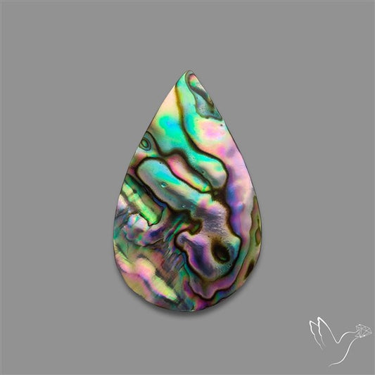 Abalone Shell