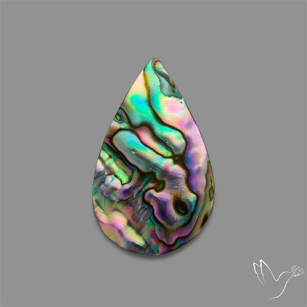 Abalone Shell