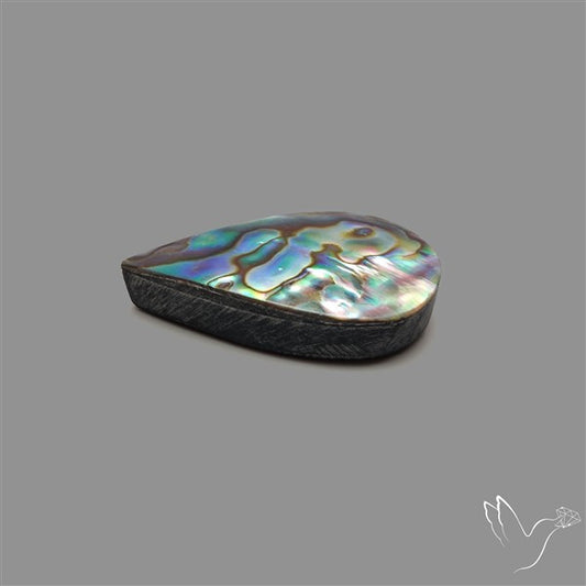 Abalone Shell