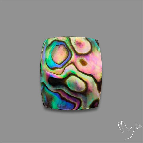 Abalone Shell