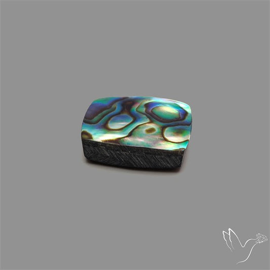 Abalone Shell