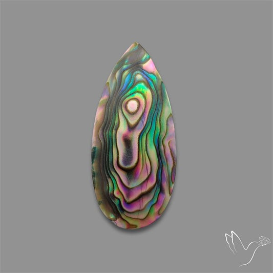 Abalone Shell