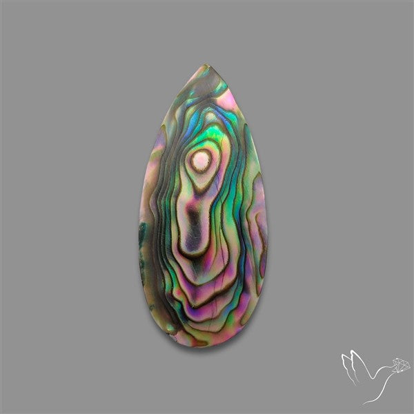 Abalone Shell