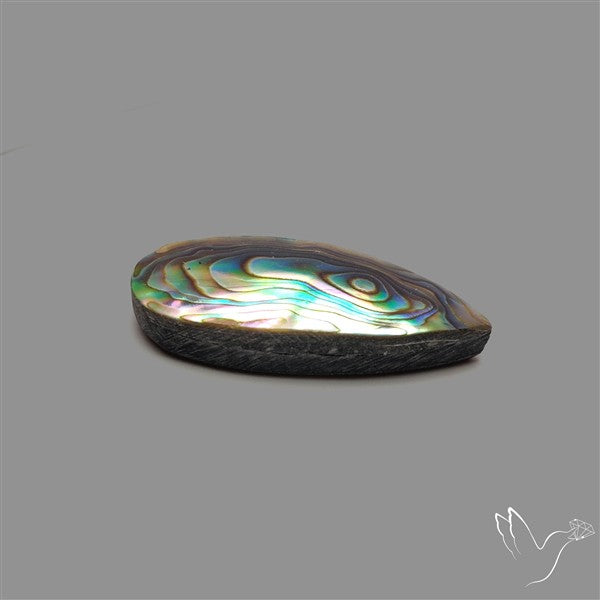 Abalone Shell