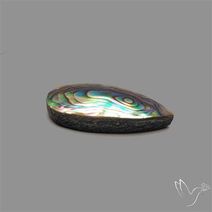 Abalone Shell