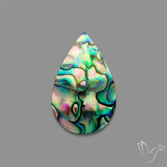 Abalone Shell