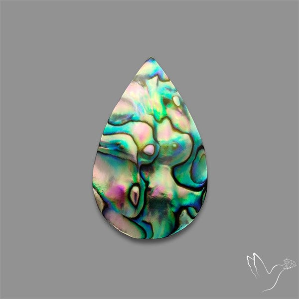 Abalone Shell