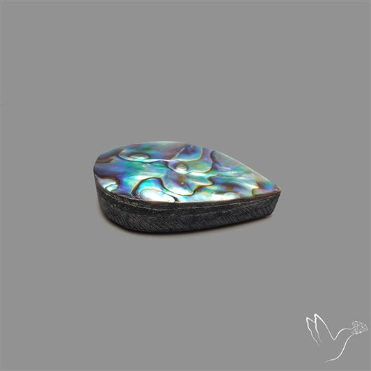 Abalone Shell