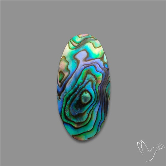 Abalone Shell