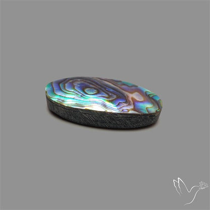 Abalone Shell