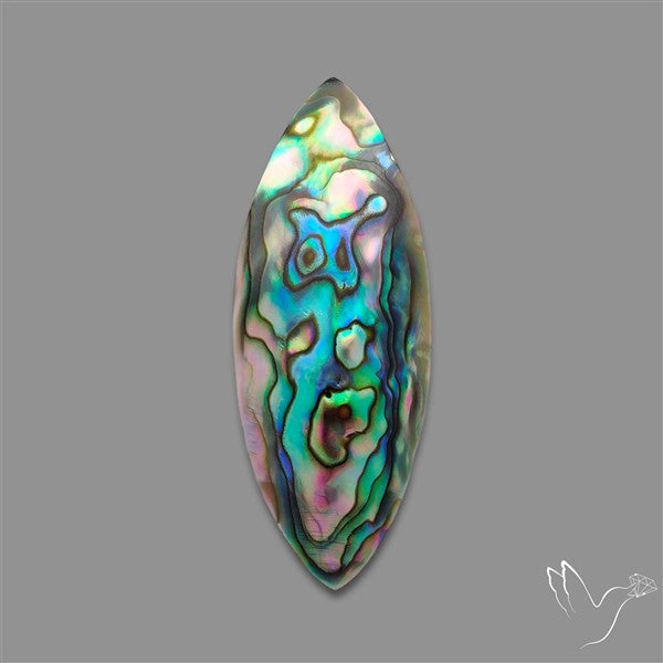 Abalone Shell