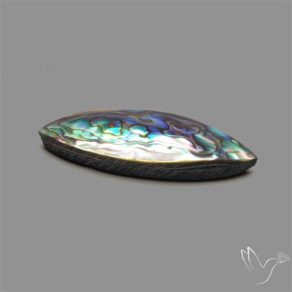 Abalone Shell