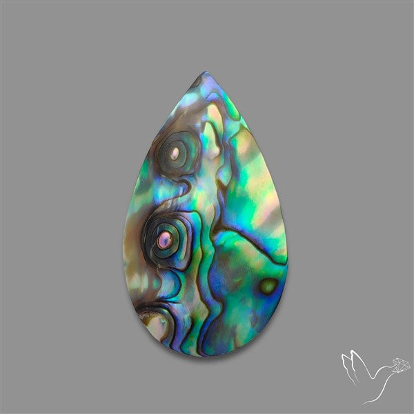 Abalone Shell