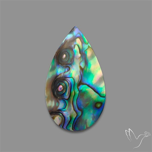 Abalone Shell