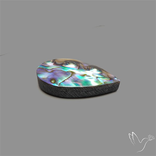 Abalone Shell