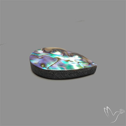 Abalone Shell
