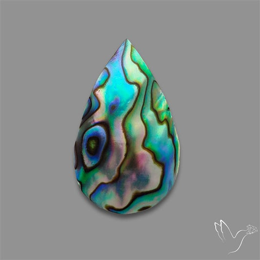 Abalone Shell