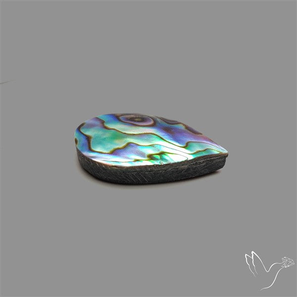 Abalone Shell
