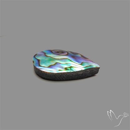 Abalone Shell