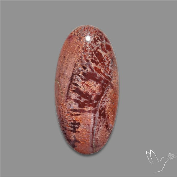 Rare Red Petrified Wood Cabochon