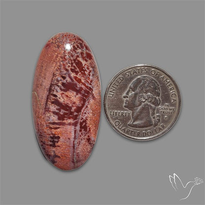 Rare Red Petrified Wood Cabochon
