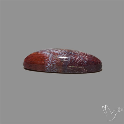 Rare Red Petrified Wood Cabochon