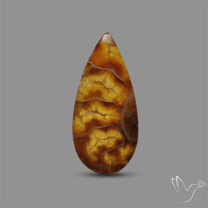Suture Ammonite Cabochon