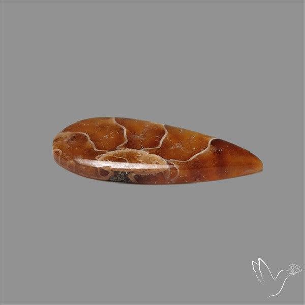 Suture Ammonite Cabochon