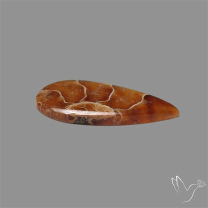 Suture Ammonite Cabochon