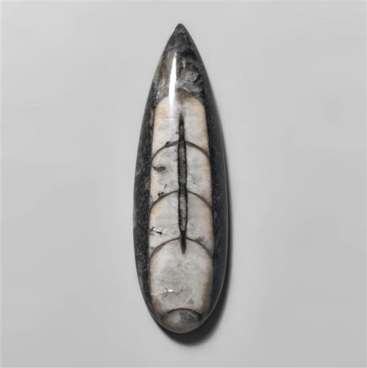 Orthoceras Fossil