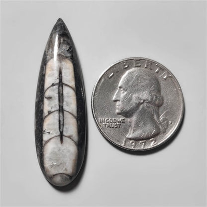 Orthoceras Fossil