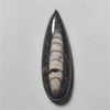 Orthoceras Fossil