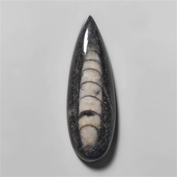 Orthoceras Fossil