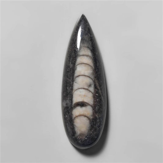 Orthoceras Fossil