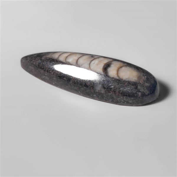 Orthoceras Fossil