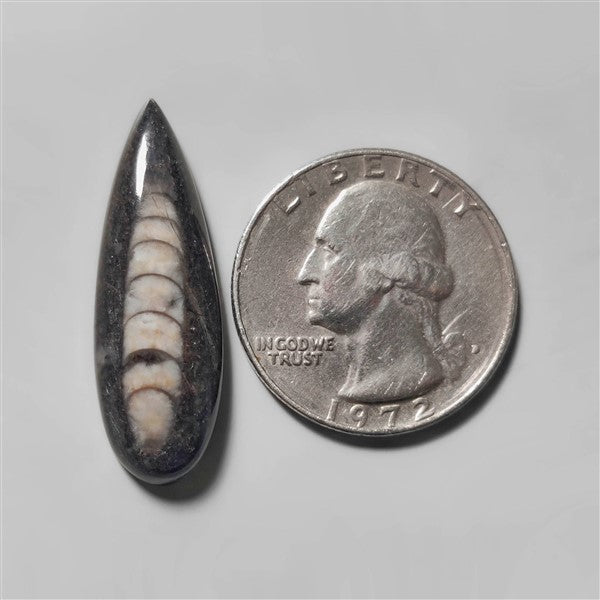 Orthoceras Fossil