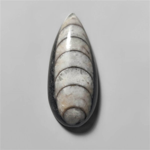 Orthoceras Fossil