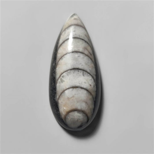 Orthoceras Fossil