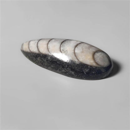 Orthoceras Fossil