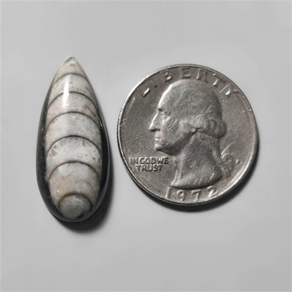 Orthoceras Fossil