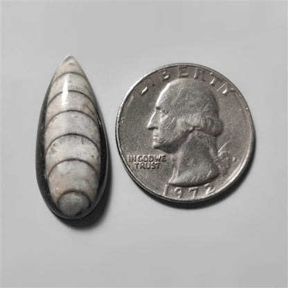 Orthoceras Fossil