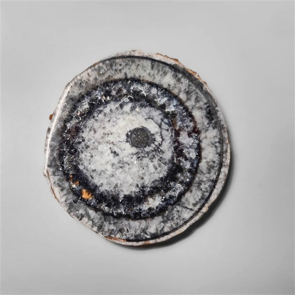 Orthoceras Fossil