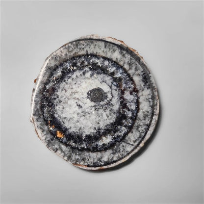 Orthoceras Fossil